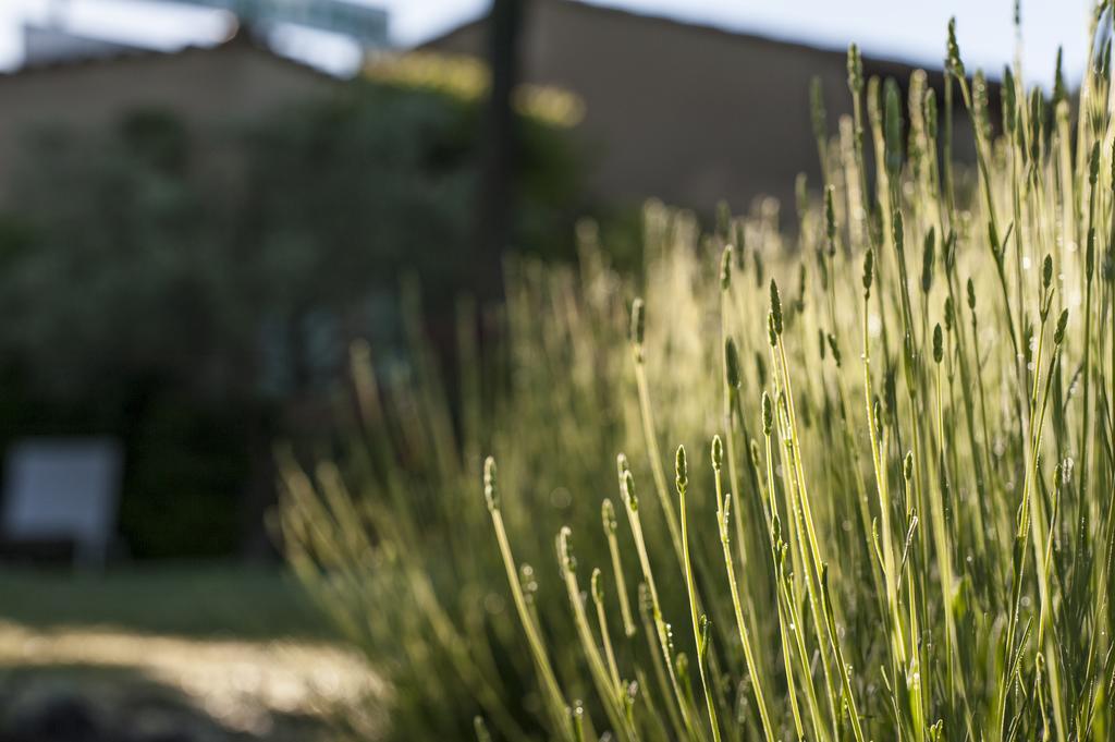Le Grand Jardin Bed and Breakfast Lafare Esterno foto